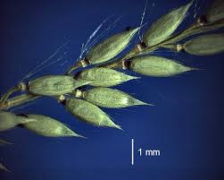 Image result for Eriochloa