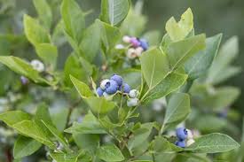 Image result for antraknóza ořešáku