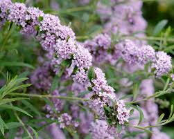 Sommerflieder sieht zwar schön aus, verbreitet sich bei mangelndem rückschnitt aber unkontrolliert. Buddleja Alternifolia Pflanz Und Pflegetipps Mein Schoner Garten