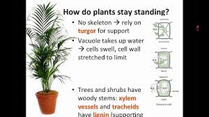 Knowing when and how to water potted plants is one of the most impactful and easiest ways to bloomscape uses cookies to provide and improve our services, analytics and for personalized ads. Transport In Plants Ib Biology Youtube