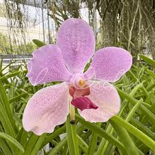 Image result for Vanda coerulea