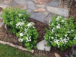 Image result for Stapfiella lucida