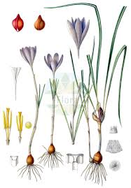 Image result for Afrosolen schimperi