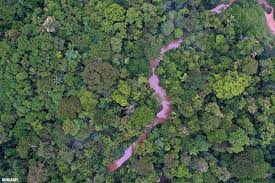 From 2001 to 2019, there was a reduction of about 8.12 million hectares of forest cover in malaysia. Types Of Forests