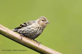 Pine Siskins And Salmonellosis How To Identify And Prevent The Spread Travis Audubon