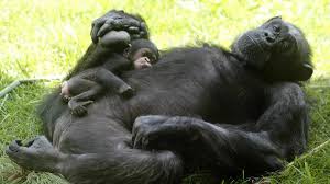 Jada Sparks Cant Sleep - sucks cock action!