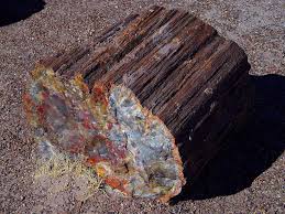 Http Www Blm Gov Or Programs Minerals Images Mineral Petrifiedlg Jpg Petrified Wood Rock Hounding Petrified Forest National Park