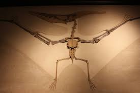 Image result for Pycnosphaera