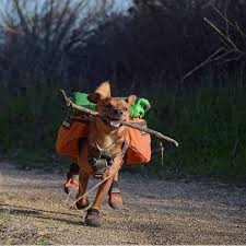 Camping With Dogs On Instagram Live Every Day Like Someone Left The Gate Open Campingwithdogs Robinventures Hiking Dogs Dog Travel Dog Adventure
