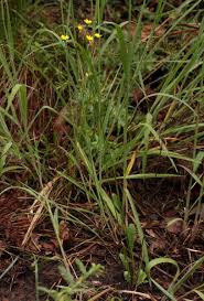 Image result for Tolpis capensis