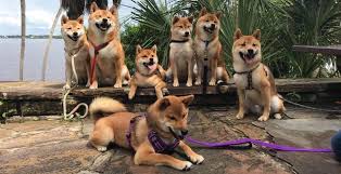 She has a gorgeous ice sable thick coat and adorable baby bear face that is irresistible. Absolute Shiba Inu Florida Akc Shiba Inu Breeder