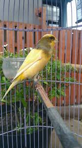 Cendet juga memiliki tungkai yang. Kenari Cibinong Home Facebook