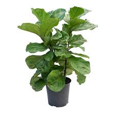 Image result for Ficus fischeri