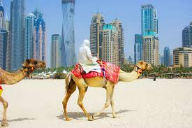 Sandboarding, dune bashing 45 minutes with morning desert safari with camel trekking dubai allows you to feel and explore the beauty of the vast arabian desert. How To Ride A Camel On Marina Beach In Dubai