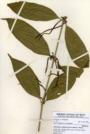 Image result for Rothmannia urcelliformis