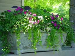 Check spelling or type a new query. Best Annuals For Shade Containers
