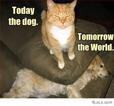 Baby Animal Funny Quotes. QuotesGram via Relatably.com