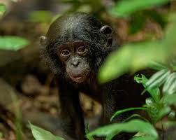 Image result for Ixora kalehensis