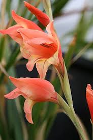 Image result for Gladiolus microspicatus