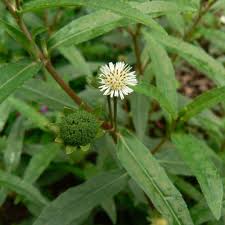 Image result for Eclipta