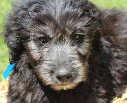 What is an overview of goldendoodle puppies for sale in virginia. Beautiful F1 Goldendoodle Puppies For Sale For Sale In Tazewell Virginia Classified Americanlisted Com