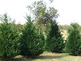 Provide adequate spacing between plants. Leyland Cypress Leyland Is A Fast Growing Coniferous Tn Nursery