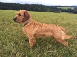 Image result for štýrský brakýř