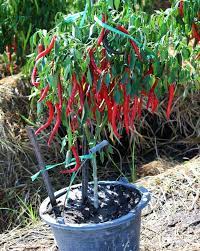 We did not find results for: Independent Agriculture Chili Gardening In The Pot
