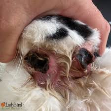 Image result for cuterebriasis in dogs