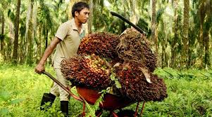 Keadaan rumah karyawan kebun sawit kalimantan kebun sawit kalimantan kebun sawit pribadi. Gaji Buruh Sawit Lebih Besar Dari Pns Cakaplah Berpikir Berbuat Bercakap