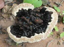 Image result for Ganoderma tsugae