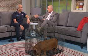 Maybe you would like to learn more about one of these? Tea Cup Pigs Here S The Truth From Pete The Vet On Tv3 S Ireland Am Pete The Vet