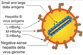 Dapatkan informasi, inspirasi dan insight di sementara varian alpha memiliki angka reproduksi (r) 5,6. Deltavirus Deltavirus Negative Sense Rna Viruses Ictv