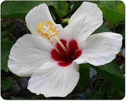 Image result for Hibiscus rosa-sinensis