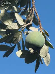 Image result for Feijoa sellowiana