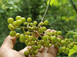 Image result for Ampelocissus