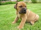 Boerboel Puppies For Sale - AKC PuppyFinder