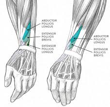 In other words, they originate and insert within the hand. Muscles Of The Arm And Hand Classic Human Anatomy In Motion The Artist S Guide To The Dynamics Of Figure Drawing