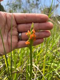 Image result for Disa cryptantha