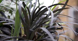 Image result for Ophiopogon