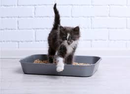 The vet will thoroughly examine your cat for signs of a health problem. Why Is My Cat Pooping On The Floor 5 Litter Box Mistakes Petmd