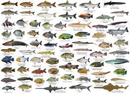 Maybe you would like to learn more about one of these? Short Rods Jenis Jenis Ikan The Type Of Fish