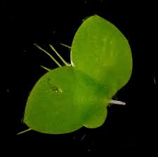 Image result for Wolffiella hyalina