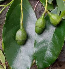 Image result for Ocotea