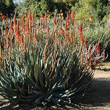 Image result for Aloe arborescens × musapana