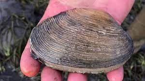 Monster Clams! Catch, Clean, Cook California Gaper Clams! - Youtube