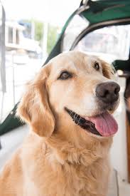 Check spelling or type a new query. Why You Should Take Professional Pictures Of Your Dog Daily Dog Tag