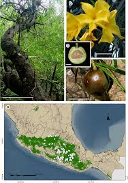 Image result for Cascabela