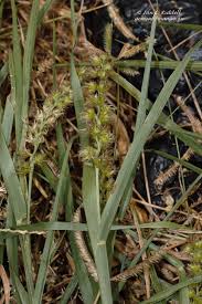Image result for Cenchrus biflorus