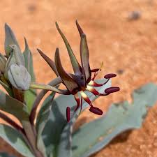 Image result for Ornithoglossum